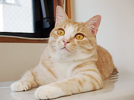 航(わたる)・スピードル