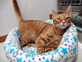 健(たける)・スピードル